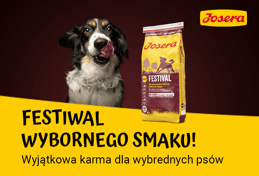 karma dla psów wybrednych