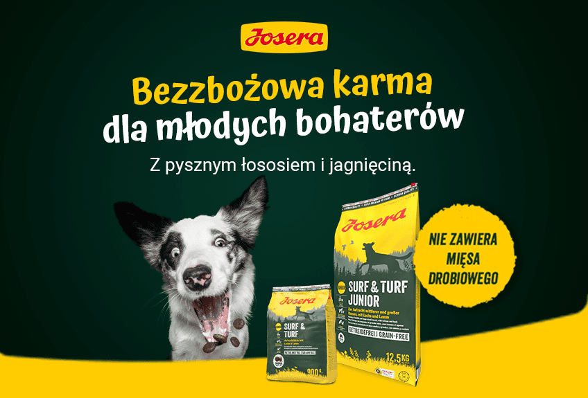 bezzbożowa karma
