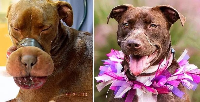 Pitbulka przed i po metamorfozie