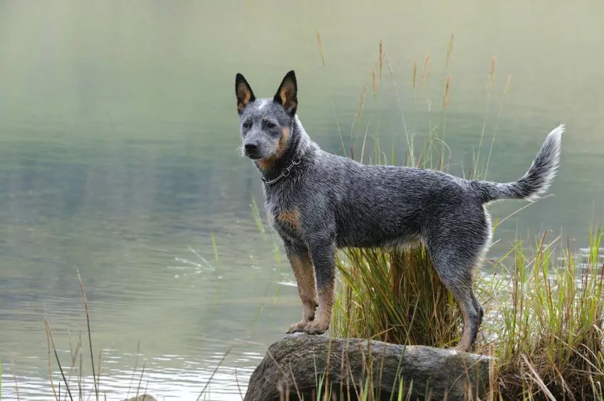 Młody cattle dog stojący nad wodą
