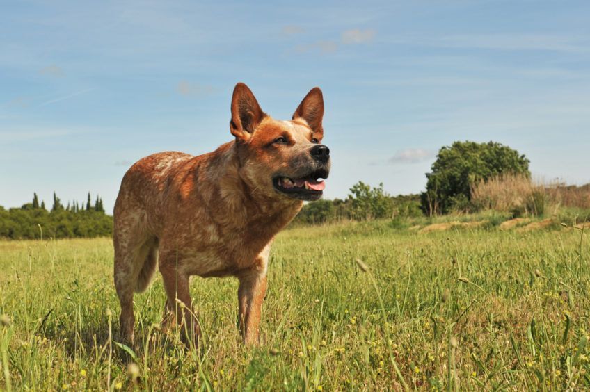 Skoncentrowany cattle dog stojący na łące