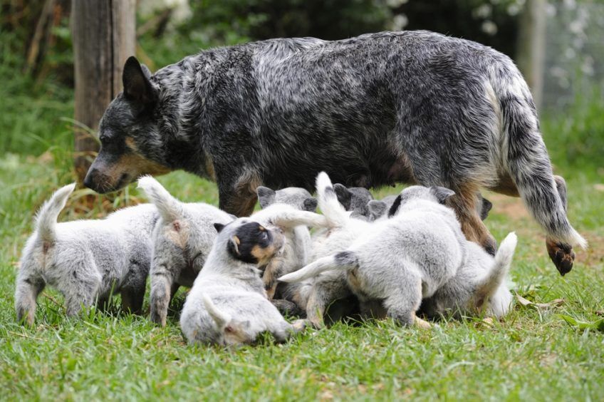 Suka cattle doga ze szczeniętami