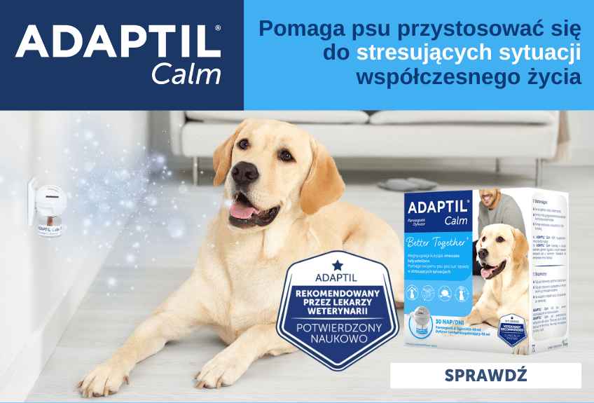 adaptacja w nowym domu, jak pomóc psu