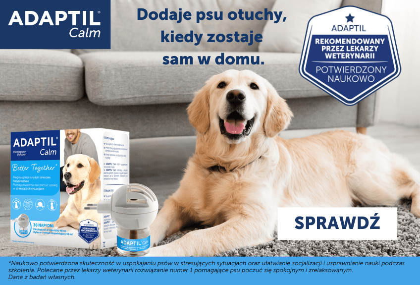 jak pomóc psu, lęk separacyjny i rekatywność - adaptil