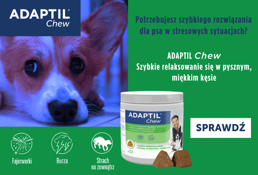 duże zmiany w życiu adaptil chew