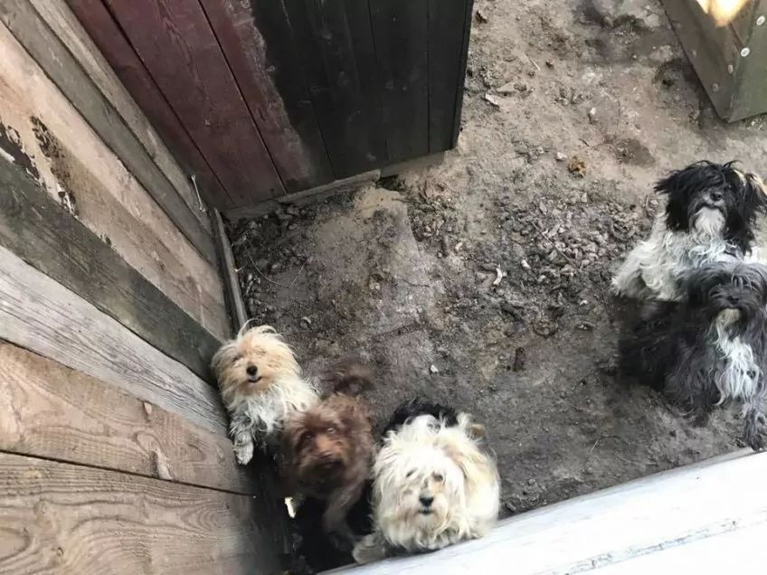 Pieski w boksie pełnym odchodów