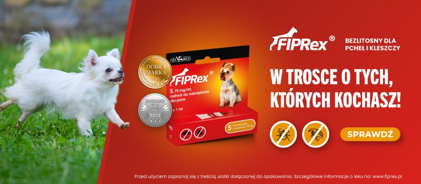 Baner-Fiprex-psy.pl-chihuahua-865x380.jpg
