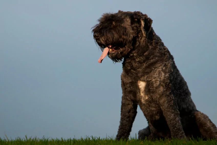 Bouvier des Flandres czarny
