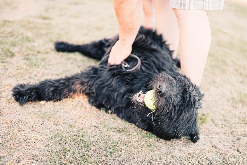 Bouvier des Flandres zabawa