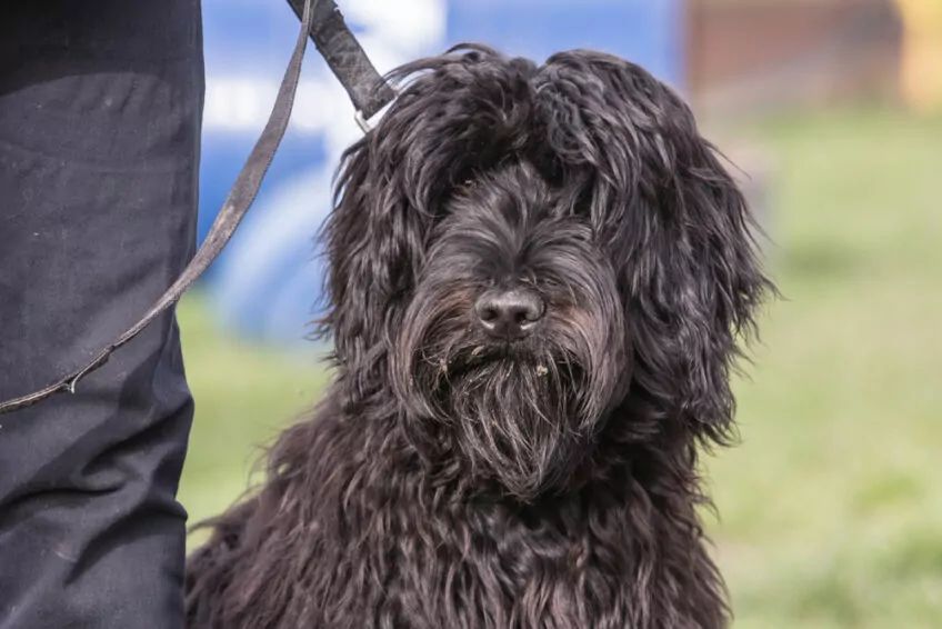 Bouvier des Flandres historia rasy