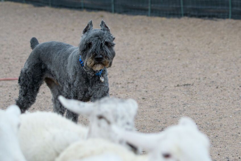 Bouvier des Flandres ogolony pasie owce