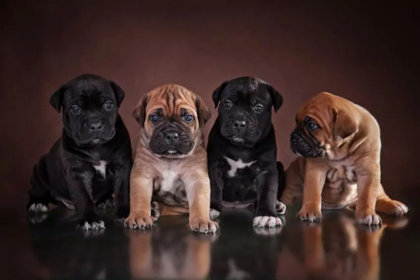 Szczenięta cane corso