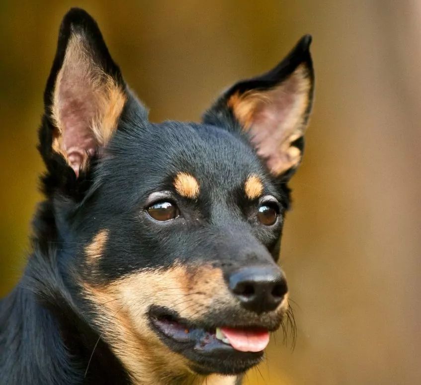 Lancashire heeler