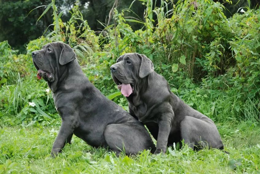 Dwa mastino siedzą na trawie