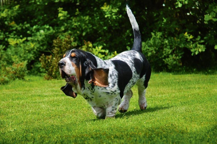 Basset hound