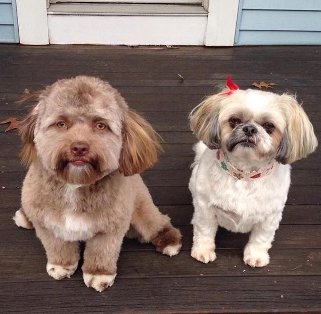 Yogi i Darla