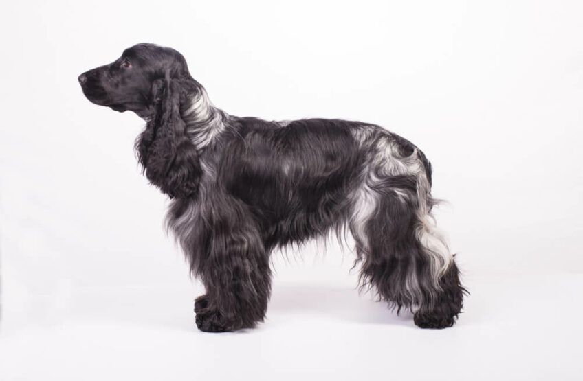 springer spaniel angielski