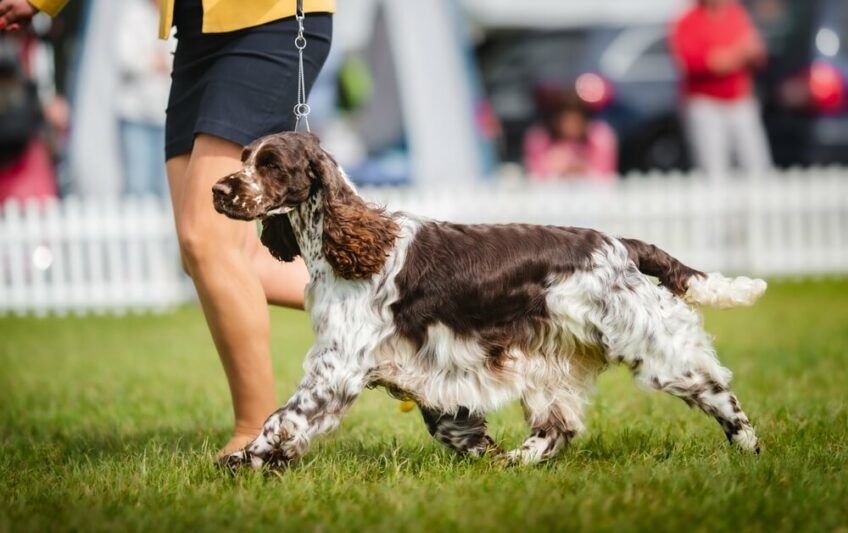 springer spaniel angielski