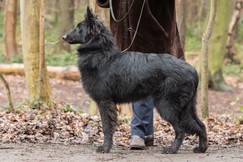 owczarek belgijski groenendael