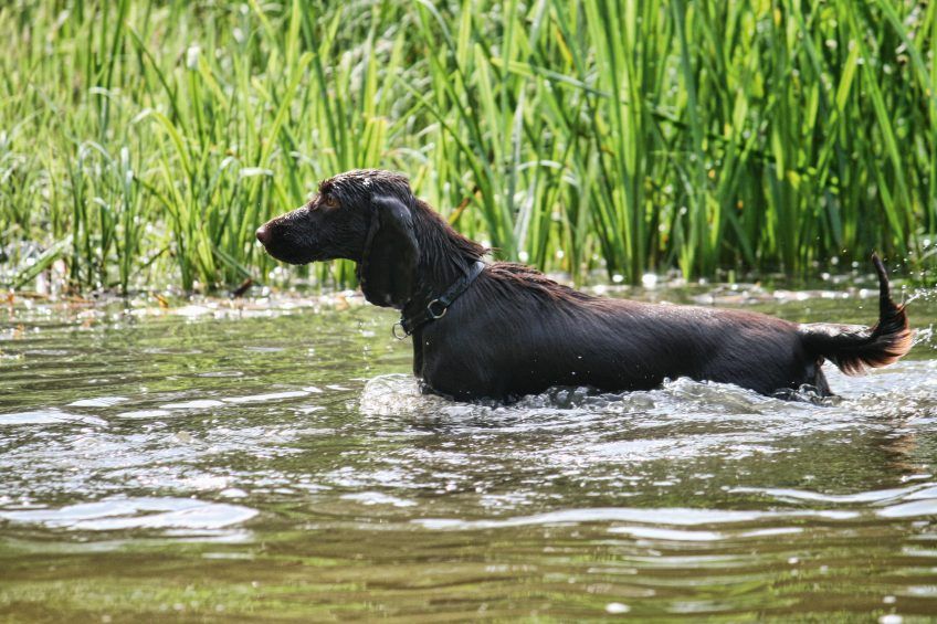 Field spaniel pływa
