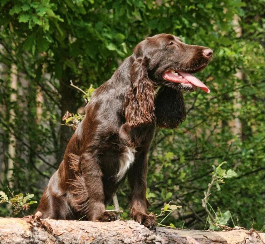Field spaniel