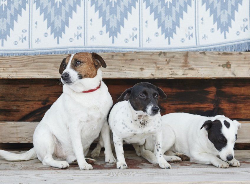 Trzy jack russell terriery