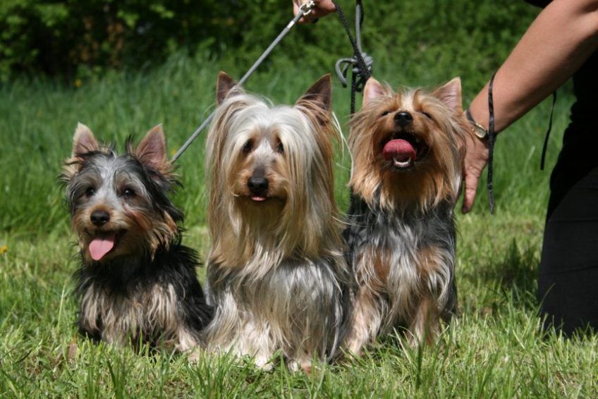 Trójka silky terrierów siedząca na trawie