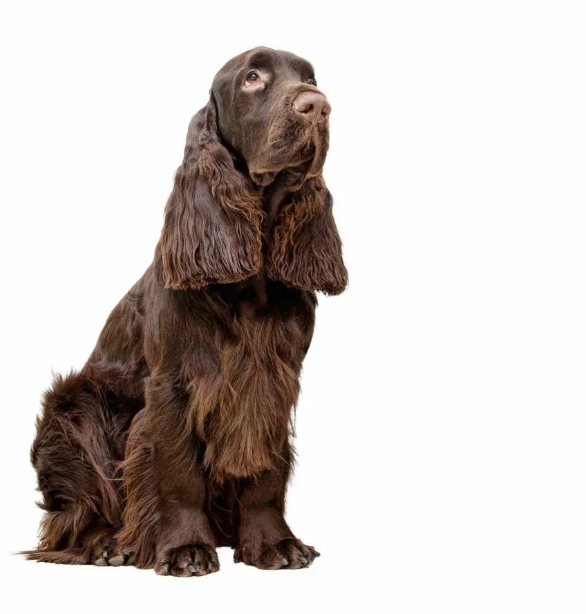 Siedzący field spaniel