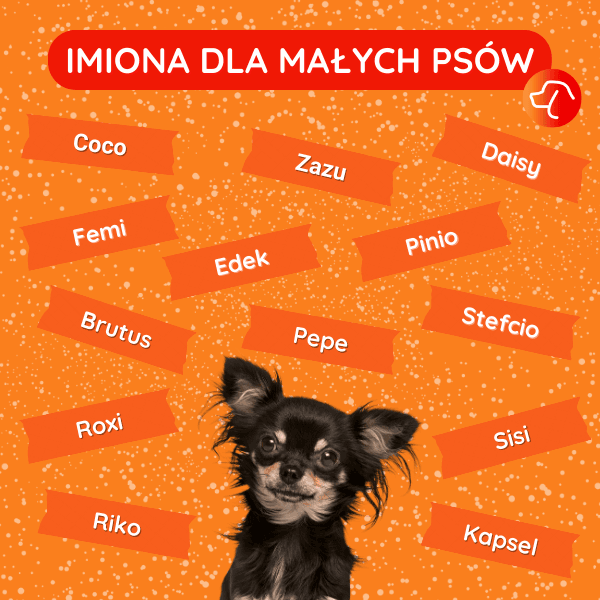 Imiona dla małych psów
