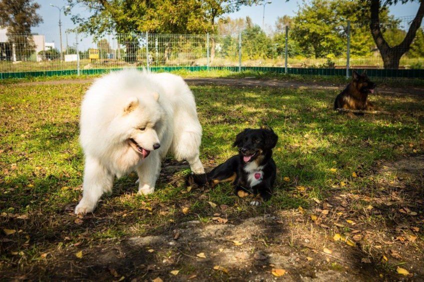 Psy w hotelu Dog Station