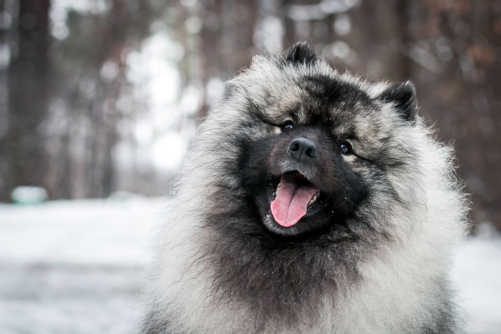 Keeshond szpic wilczy 1.jpg