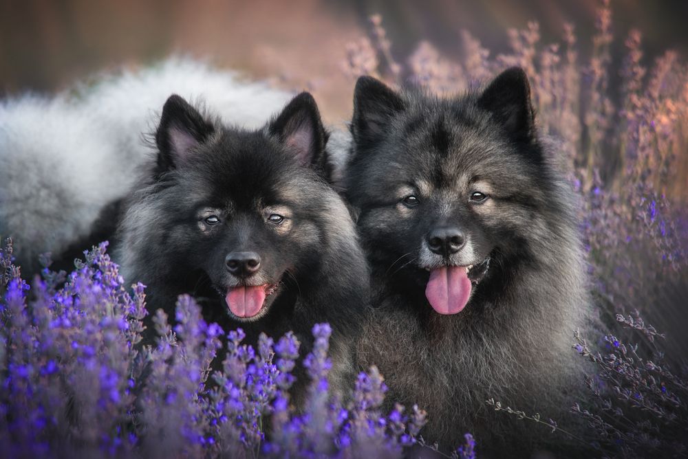 Keeshond szpic wilczy 3.jpg