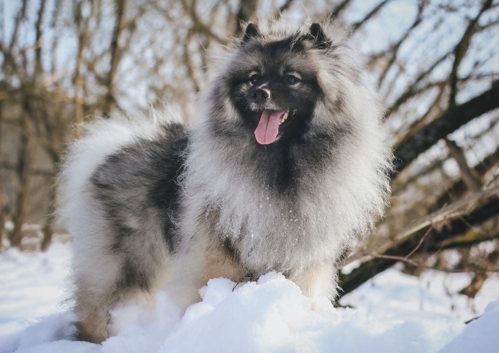 Keeshond szpic wilczy 4.jpg