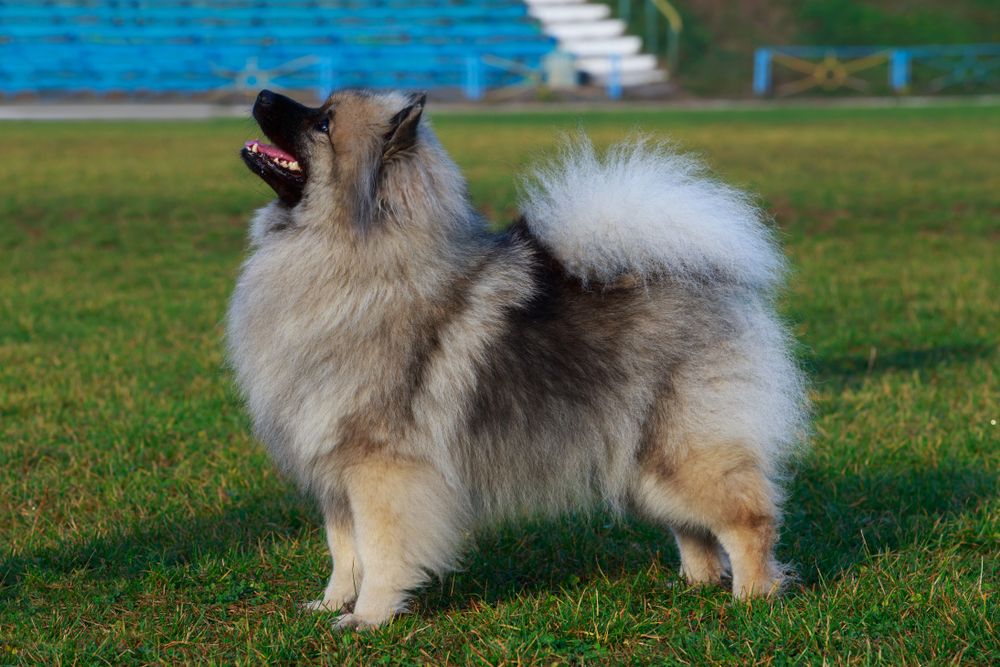 Keeshond szpic wilczy pielęgnacja.jpg