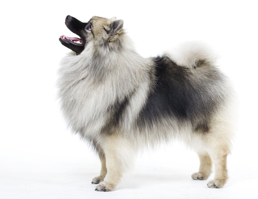 Keeshond szpic wilczy wzorzec.jpg