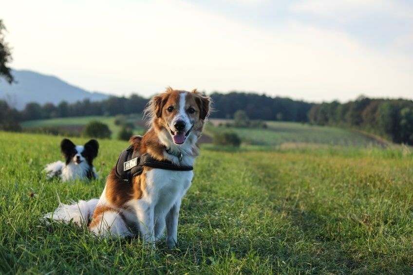 Kromfohrländer na łace