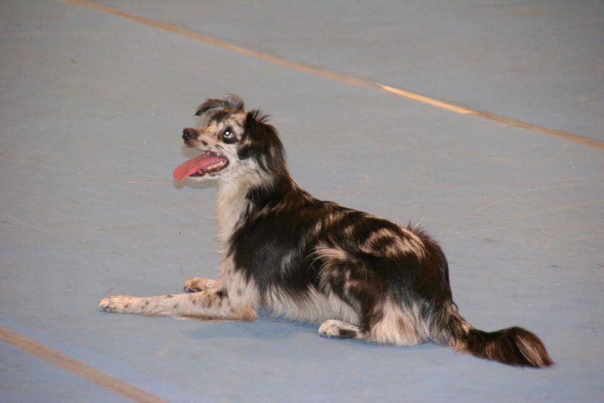 La leżąca na wykładzinie