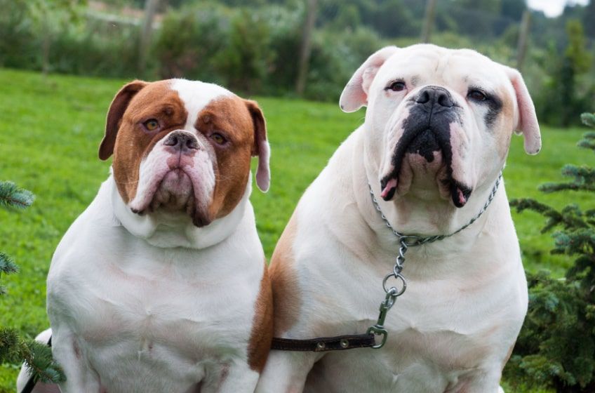 Najpopularniejsze rasy w USA bulldog amerykański