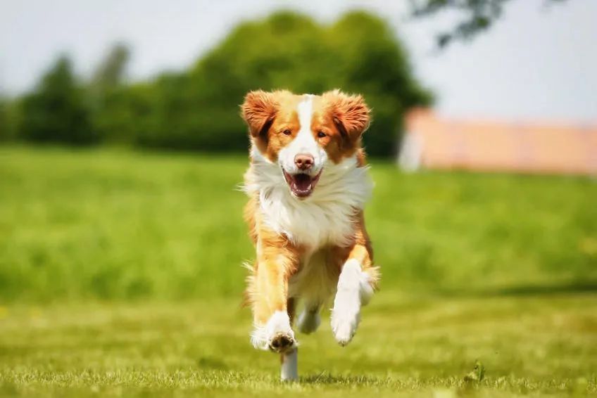 Nova scotia duck tolling retriever