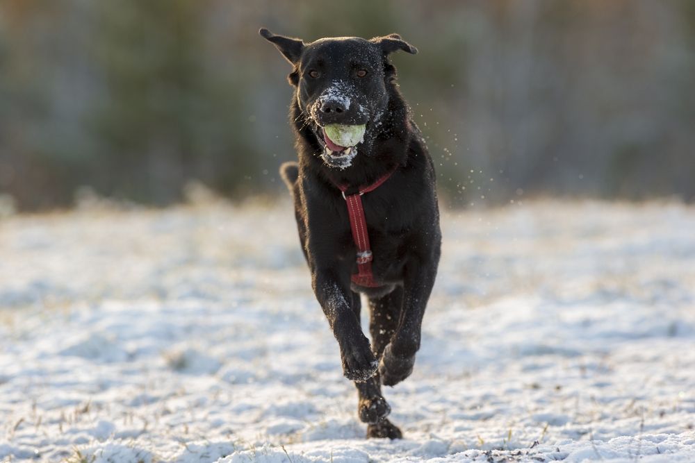 Owczarek z Majorki4.jpg