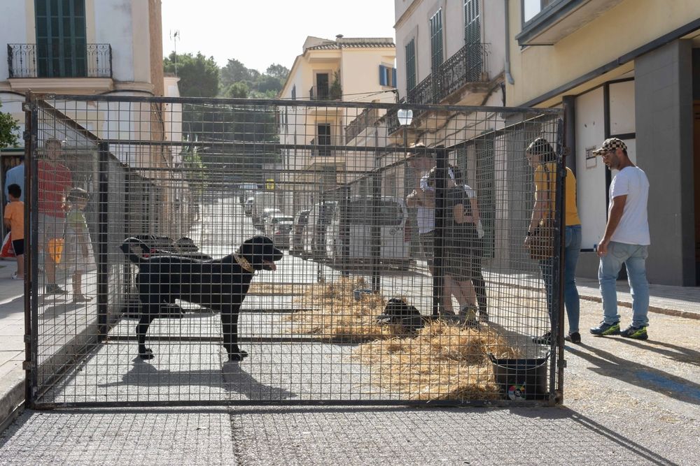 Owczarek z Majorki9.jpg