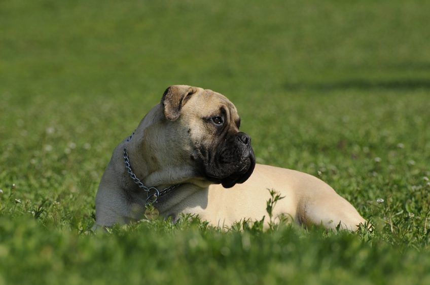 Bullmastiff leży w trawie