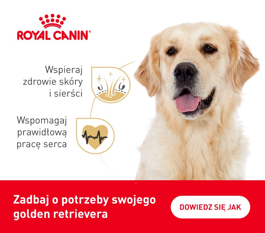 RC-breed-kampania-Golden Retriever.jpg
