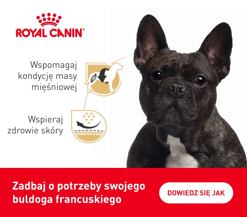 RC-breed-kampania-buldog francuski.jpg