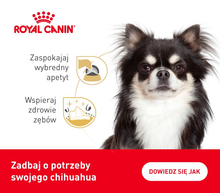 RC-breed-kampania-chihuahua.jpg