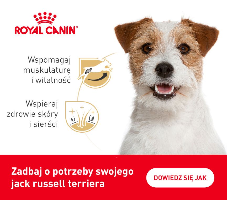 RC-breed-kampania-jack russel terrier.jpg