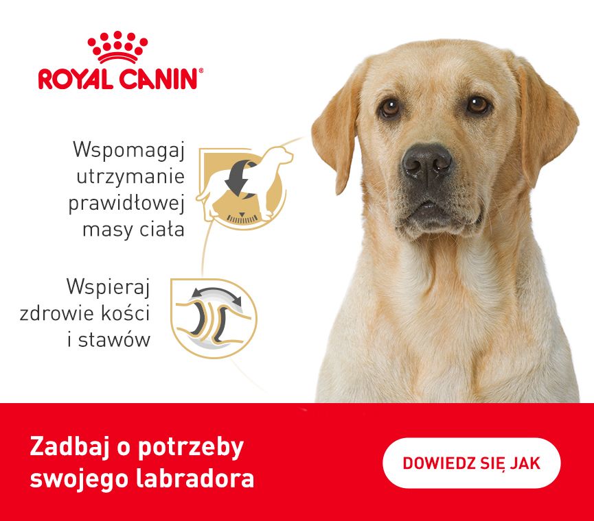 RC-breed-kampania-labrador.jpg