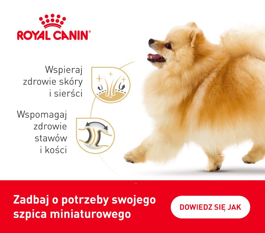 RC-breed-kampania-szpic-miniaturowy.jpg