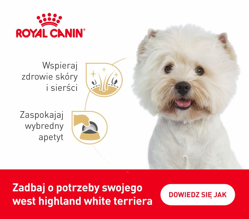 RC-breed-kampania-west highland white terrier.jpg