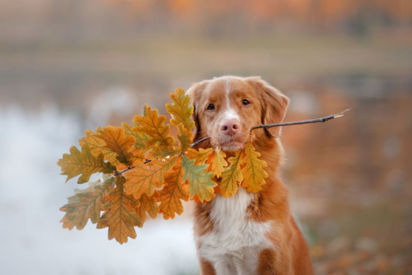 Retriever z Nowej Szkocji z liśćmi